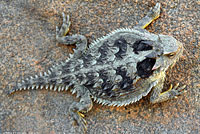 Coast Horned Lizard