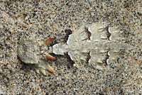 Coast Horned Lizard