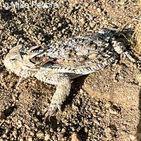Great Basin Collared Lizard