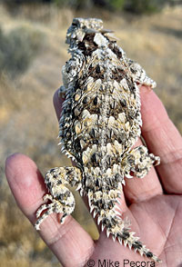 Great Basin Collared Lizard