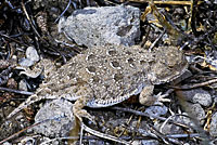 Pygmy Short-horned Lizard