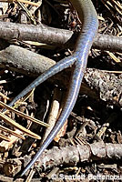 Greater Brown Skink