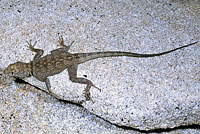 banded rock lizard
