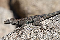 Mearns' Rock Lizard