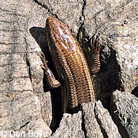 Coronado Skink