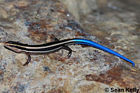 Coronado Skink