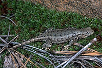Western Sagebrush Lizard