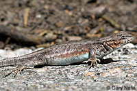 Western Sagebrush Lizard