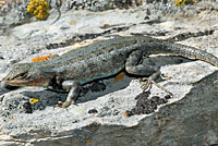 Northern Sagebrush Lizard