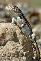 Southern Sagebrush Lizard