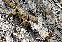desert spiny lizard