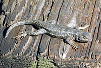 Coast Range Fence Lizard
