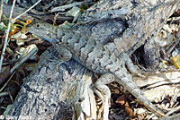 Great Basin Fence Lizard