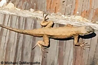Northwestern Fence Lizard
