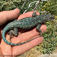 lizard skin