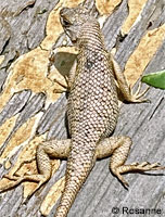 lizard skin