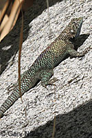 Granite Spiny Lizards