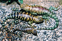Granite Spiny Lizards