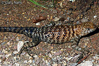Granite Spiny Lizard