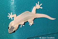 Moorish Wall Gecko