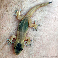 Moorish Wall Gecko