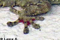 xGreat Basin Collared Lizard