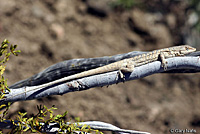 Long-tailed Brush Lizard