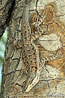 Colorado River Tree Lizard