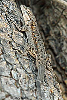 Colorado River Tree Lizard