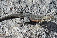 Nevada Side-blotched Lizard