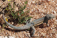 Western Side-blotched Lizards