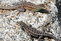 Western Side-blotched Lizards