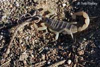 scorpion eating Western Side-blotched Lizard
