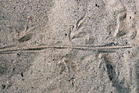 Whiptail tracks