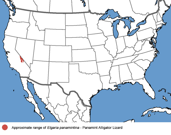 Panamint Alligator Lizard Range Map