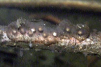 Western Long-toed salamander Eggs