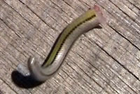 In this short video, the detached tail of a California legless lizard  wriggles rapidly, looking like a living creature, until it gradually slows down. This illustrates how a lizard can drop its tail to distract a predator then crawl away to safety while the predator chases the tail. The lizard and tail parts are seen to the right. 