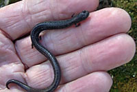 Gregarious Slender Salamander