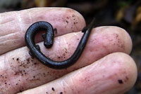 Black-bellied Slender Salamander 