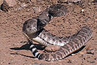 Western Diamond-backed Rattlesnake Habitat