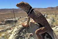 Great Basin Collared Lizard 