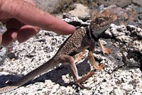 Great Basin Collared Lizard 