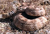 Speckled Rattlesnake Video