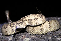 great basin rattlesnake habitat