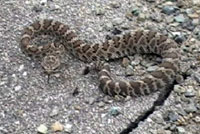 Northern Pacific Rattlesnake 
