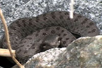 Western Twin-spotted Rattlesnake