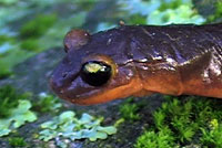 Yellow-eyed Ensatina