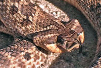 mexican hog-nosed snake