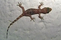 Mediterranean House Gecko 
