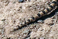 Great Basin Gopher Snake Movie